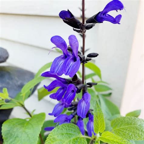 Amazon.com : Salvia Guaranitica 'Black and Blue' Seeds Anise-Scented ...