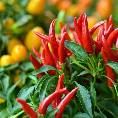 Bush Chilli Hybrid F1 Seeds - Heat-Tolerant, Glossy Green, Highly ...