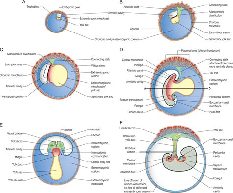 The Early Embryonic Stage of the First Trimester - Clinical Tree