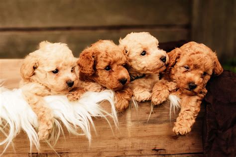 Top Toy Poodle Breeders | Bella Peach Poodles