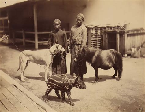 Java Animals 的图像结果