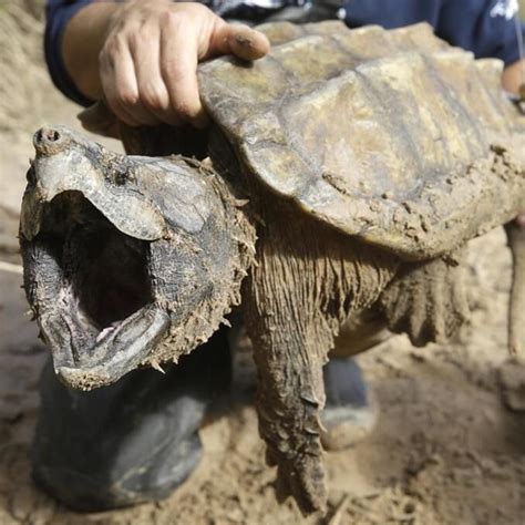 Image result for Snapping Turtle Attack