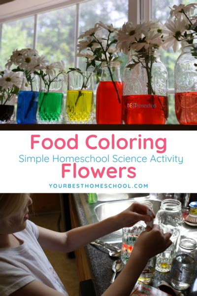 Image result for Food Coloring Flowers Science Project