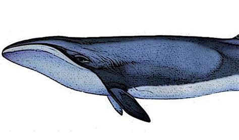 Pygmy right whale facts, distribution & population | BioDB