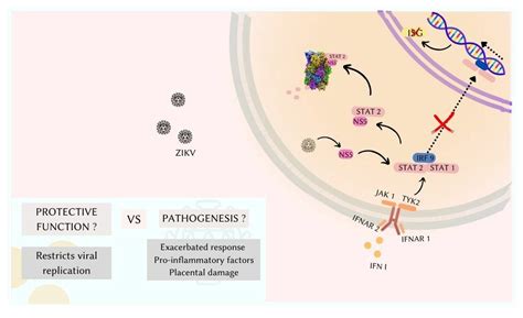 The Innate Defense in the Zika-Infected Placenta