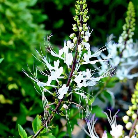 Poocha Meesha / Cats Whiskers Plant (Orthosiphon Aristatus) - Flowerin ...