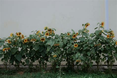 Sunflowers House Photos, Download The BEST Free Sunflowers House Stock ...