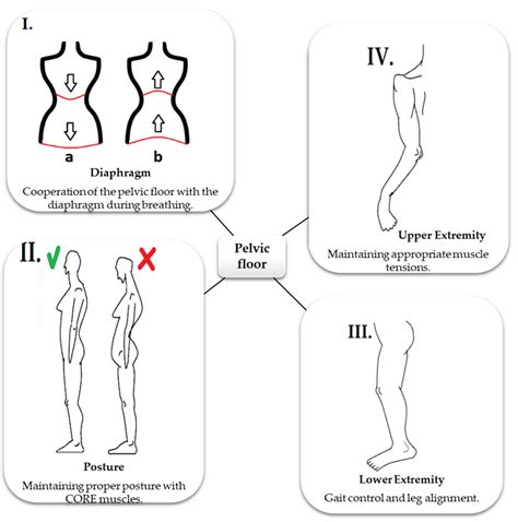 5 Functions Of The Pelvic Floor Muscles | Viewfloor.co