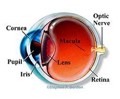 Refractive errors-Sri Venkateshwara nethralaya- Eye-hospital ...