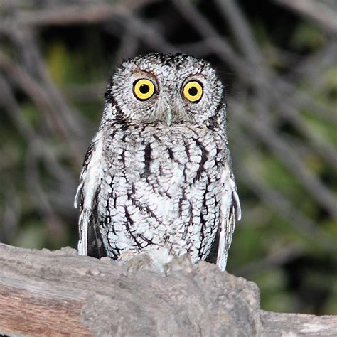 All 13 Owls in Arizona [With Sounds & Pictures]