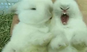 Image result for Anime Girls Bunny Rabbit