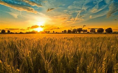 Download Captivating Wheat Harvest at Sunset Wallpaper | Wallpapers.com