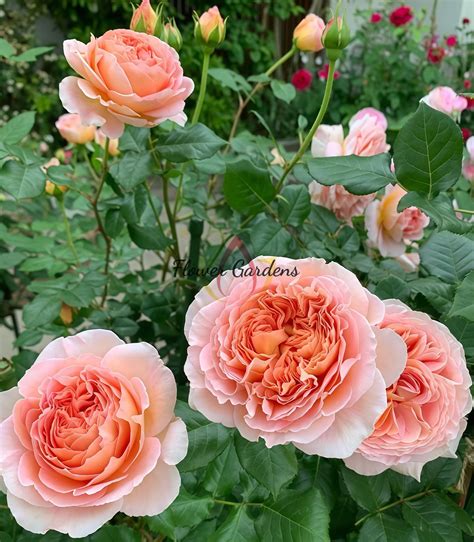 Abraham Darby Rose Plant