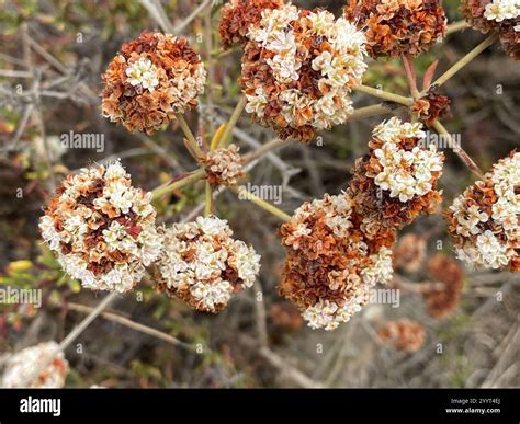 California Buckwheat (Eriogonum fasciculatum Stock Photo - Alamy