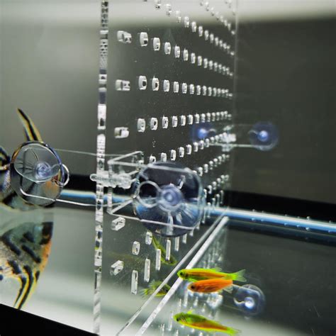 Amazon.com : Aquarium Divider Clear 10 Gallon/20-Gallon (EH) Fish Tank ...