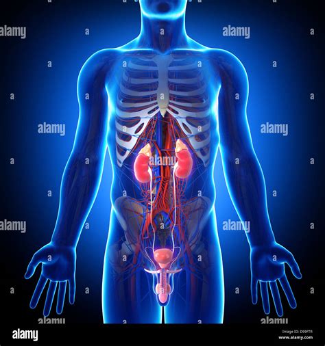 Male urinary system hi-res stock photography and images - Alamy