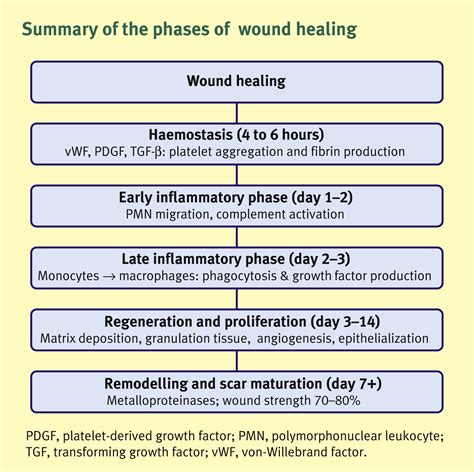Phases Of Wound Healing Timeline