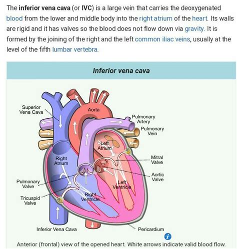 what is the name of the opening of inferior venacava? - Brainly.in