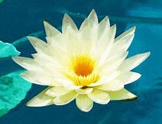 cycle of the lotus flower trivia koloa jodo facts about sunflower plants for with pictures ehow cycle of the lotus flower trivia koloa jodo facts about sunflower plants for with pictures ehow