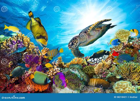 Colorful Coral Reef with Many Fishes Stock Image - Image of reef ...