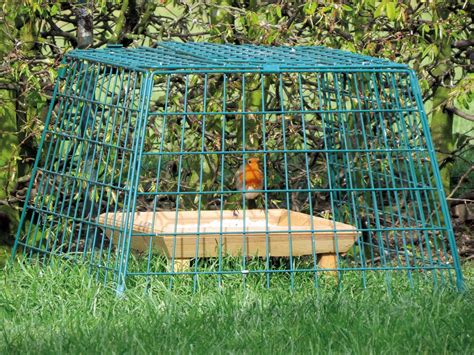 On Guard Cage For Bird Feeder at Raymond Eudy blog