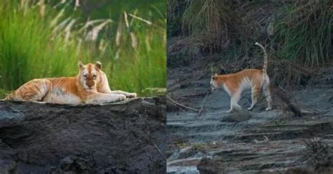 Golden Tiger Kaziranga National Park: Why Inbreeding Is Bad