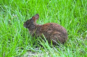 Image result for Pic of a Marsh Rabbit