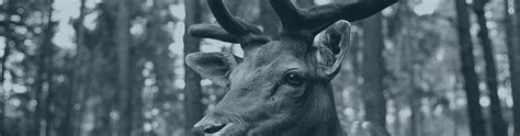 Deer hunting in Bosnia and Herzegovina | Tara Sport