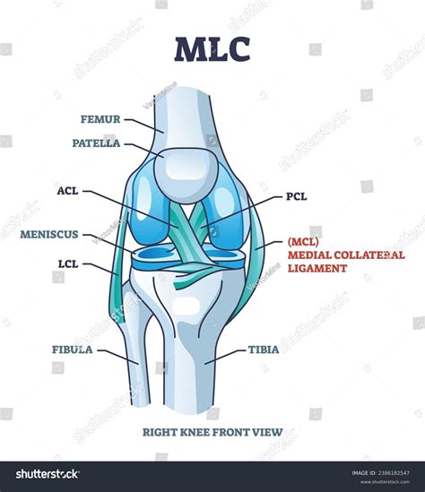 Mlc Medial Collateral Ligament Anatomical Location Stock Vector (Royalty Free) 2386182547 ...