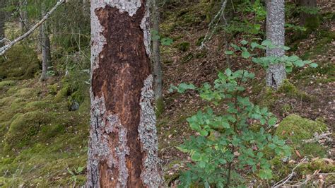 What Are Wood Destroying Insects? And How To Keep Them Out! | Manning's Pest Control