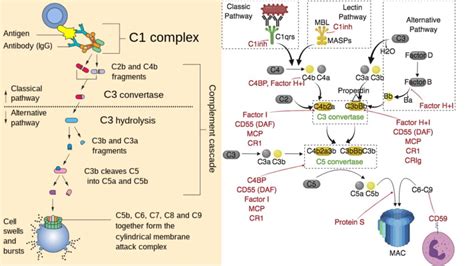 Image result for Complement System Biology