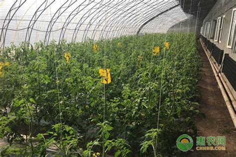 西红柿种植技术，用这些方法新手也能丰收-我的宠舍