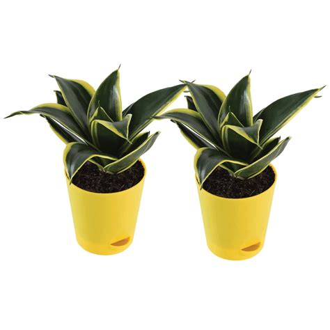 Tree Tales | Snake Plant Sansevieria Golden Air Purifier | Indoor Plant ...