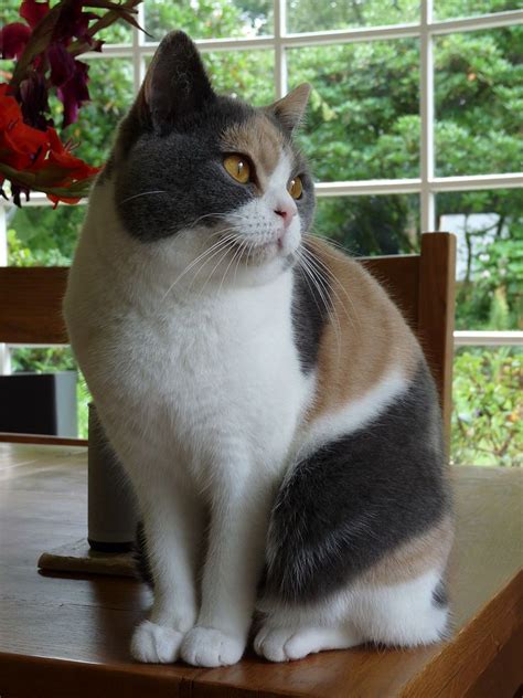 british shorthair dilute calico