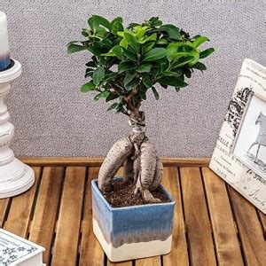 ORTERL Ficus Bonsai Plant Price in India - Buy ORTERL Ficus Bonsai ...