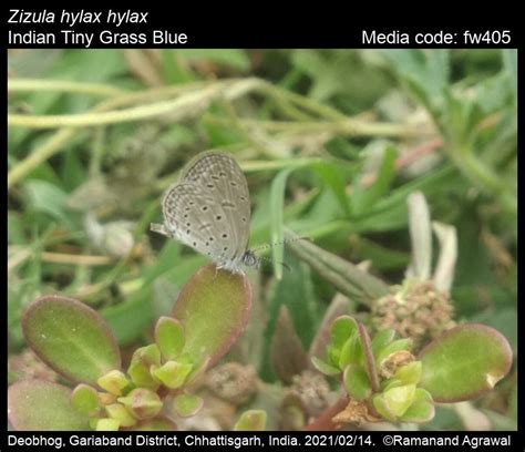 Zizula hylax | Butterfly