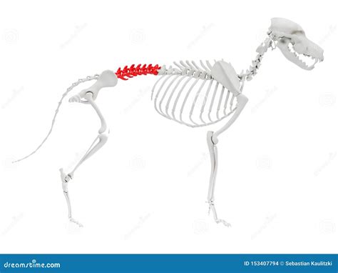 Skeletal Anatomy - Vertebrae Stock Illustration - Illustration of anatomy, veterinarian: 153407794