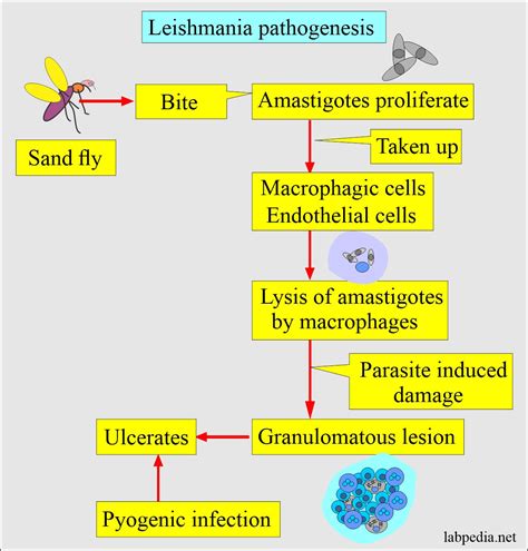 Leishmaniasis Life Cycle Courtesy Of Cdc Available At