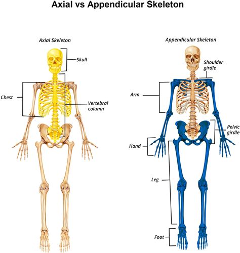 Chapter 1: The Skeletal System