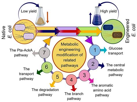 Metabolic Engineering and Fermentation Process Strategies for L ...