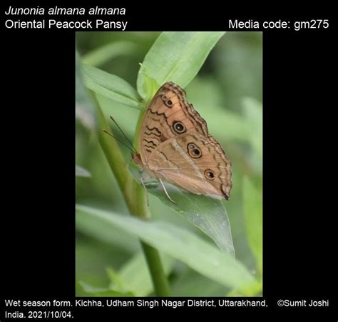 Junonia almana | Butterfly