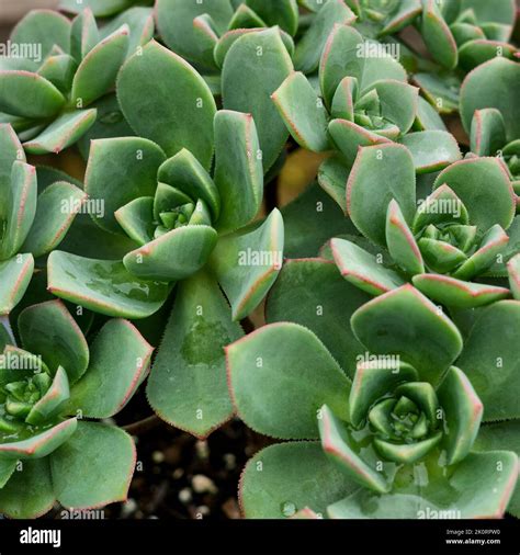 Plantas suculentas crassula hi-res stock photography and images - Alamy