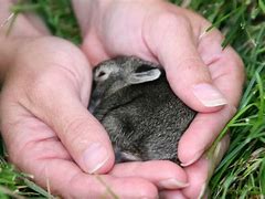 Image result for Adorable Fluffy Baby Bunnies