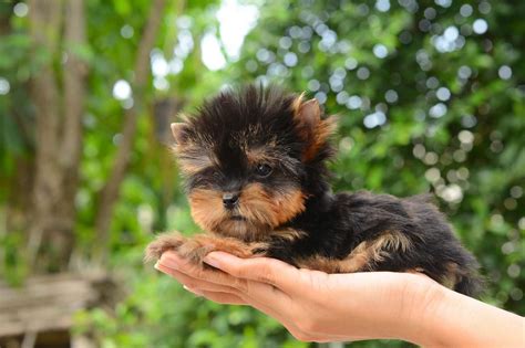 How much does a Yorkie puppy cost? - The Pet Town