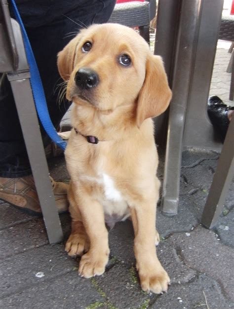 Labrador Golden Retriever Mix | [#] Lunawsome