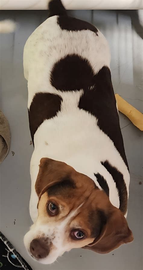 Adopt - River Valley Animal Rescue