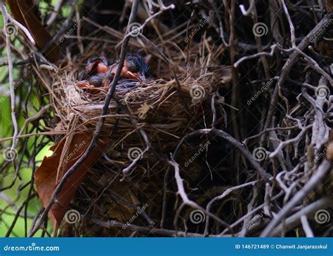 Closeup of Sleeping Red-whiskered Bulbul Baby Birds in Nest Stock Image - Image of sleeping ...