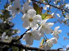 fior di ciliegio il ciliegio aikido sansepolcro fior di ciliegio il ciliegio aikido sansepolcro