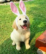 Image result for Cute Easter Puppies
