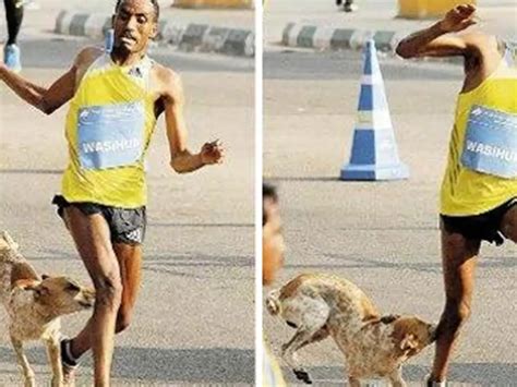 Spectator Stray Dog Joins Bengaluru Marathon, Bites Runner And Costs ...